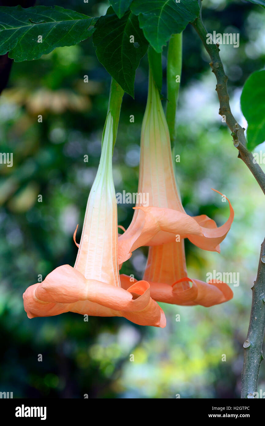 Bunte die Engelstrompete (Brugmansia versicolor), Blüten, Herkunft Süd-Amerika, Jardín de Aclimatión De La Orotava botanischen Stockfoto