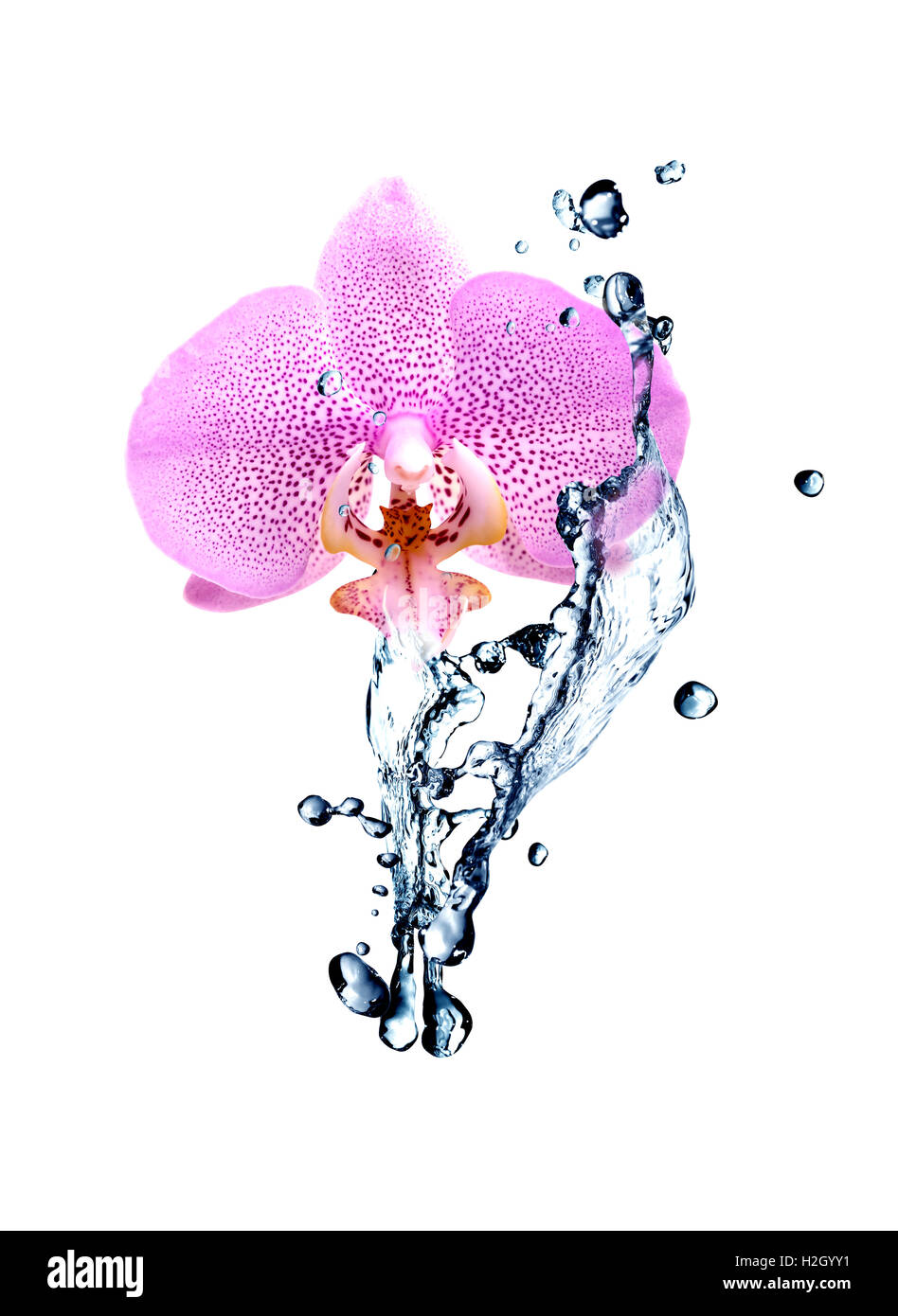 Schöne rosa Orchidee und spritzt Wasser auf weißem Hintergrund Stockfoto