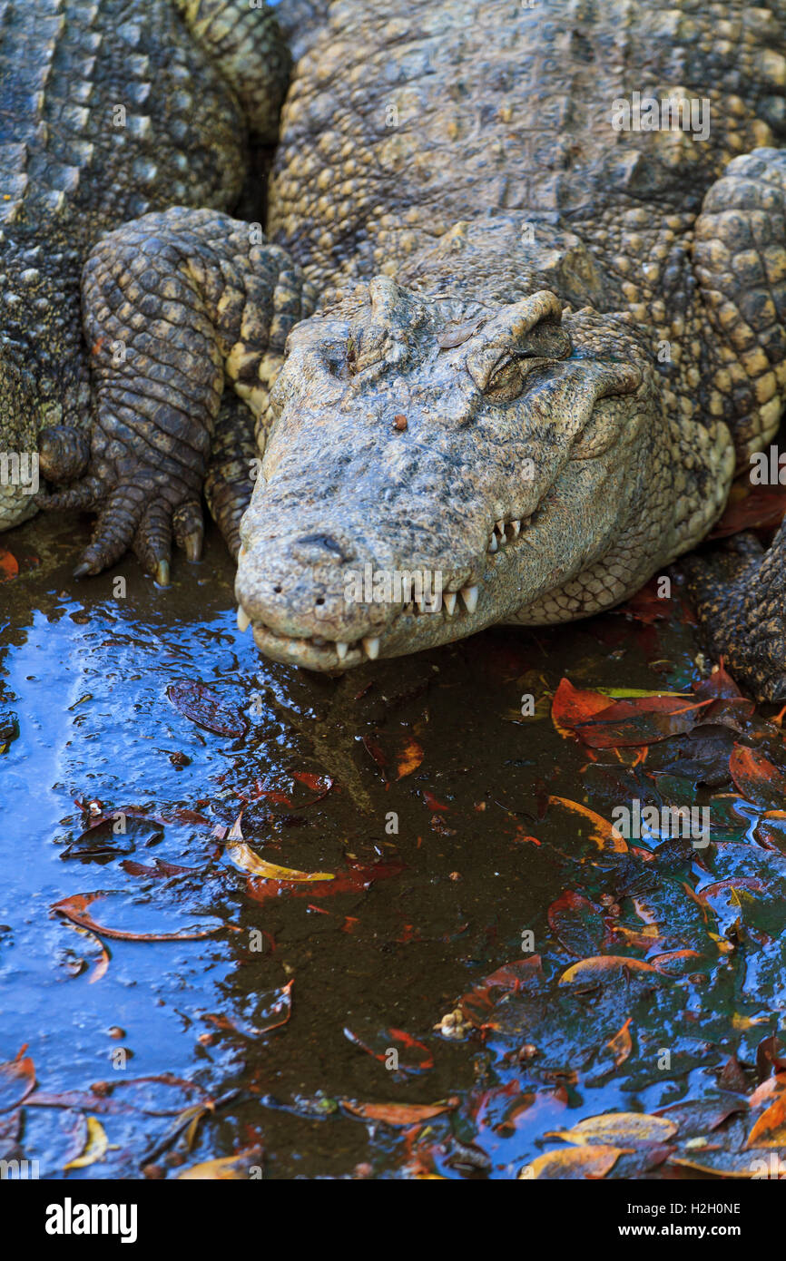Krokodile im Wasser in Thailand Stockfoto