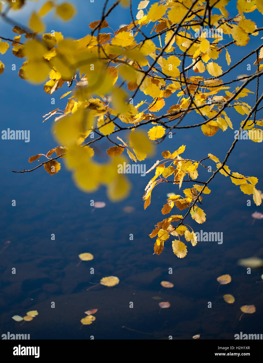 Herbstlaub über Wasser Stockfoto
