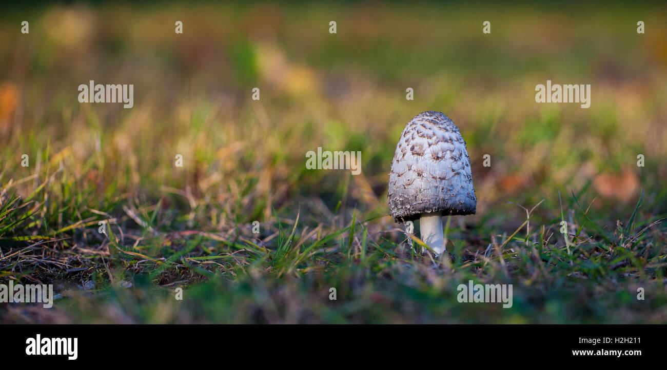 Herbst-Pilz Stockfoto