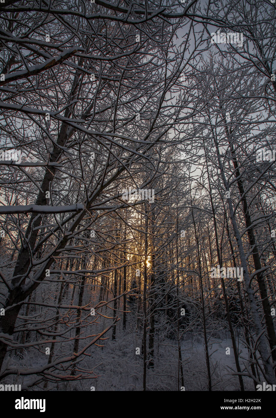 Sonnenuntergang hinter dem verschneiten Bäumen Stockfoto