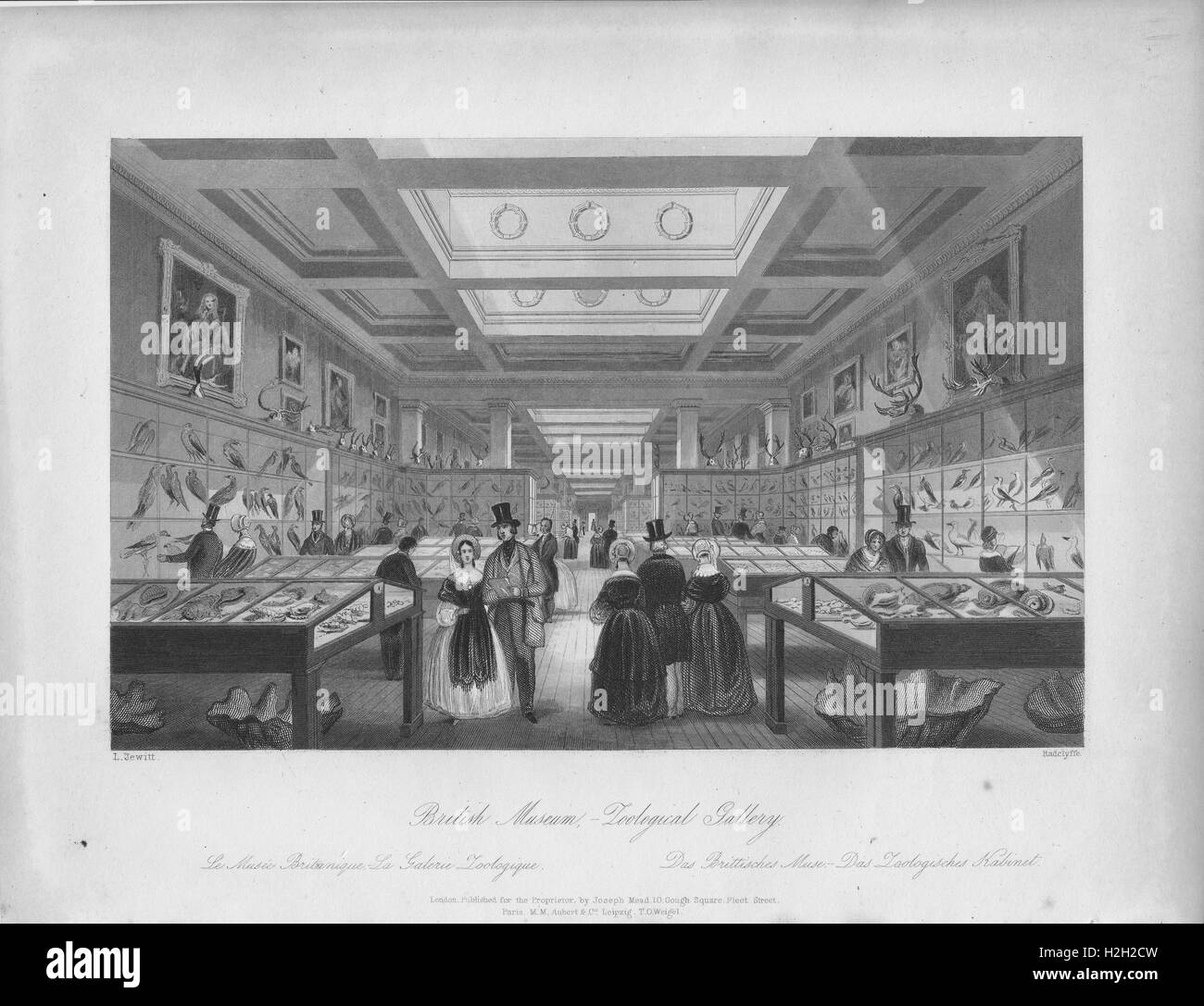 British Museum, zoologische Galerie Stockfoto