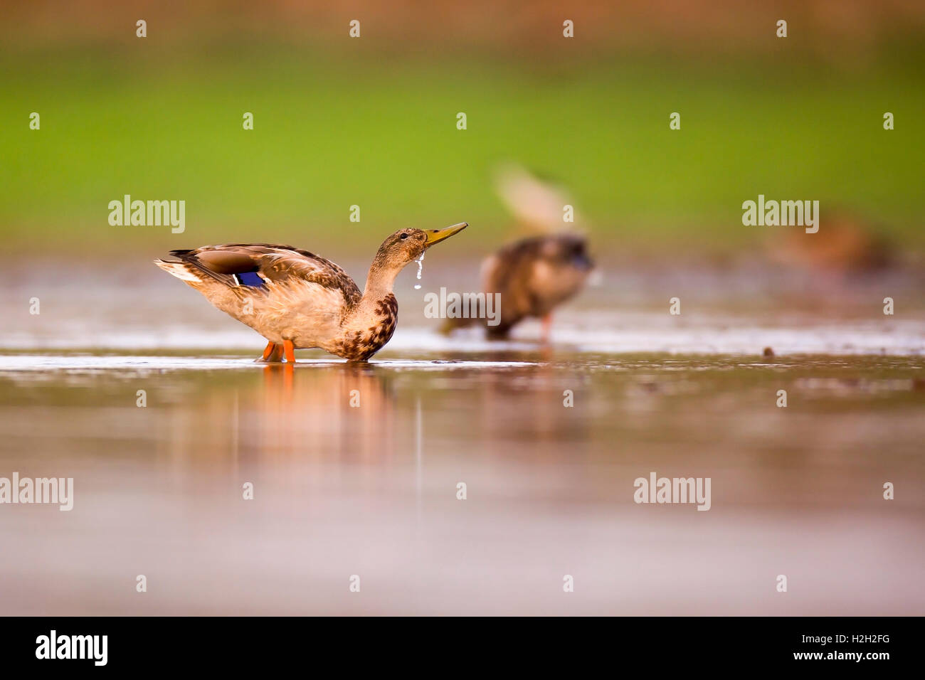 Watvögel in einer Futtersuche in einem Wasserteich Stockfoto