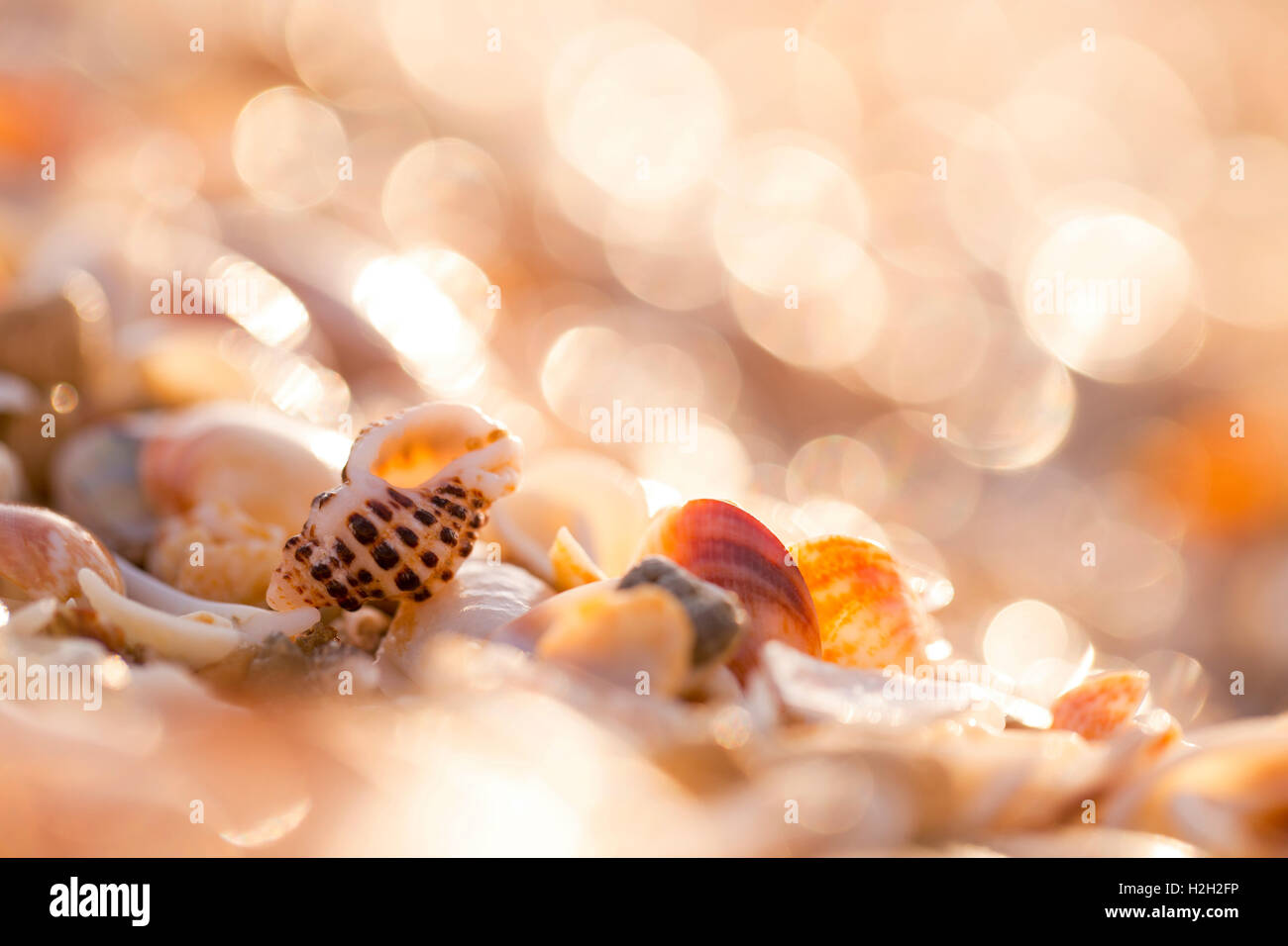 Muscheln auf der Mittelmeer-Küste Stockfoto