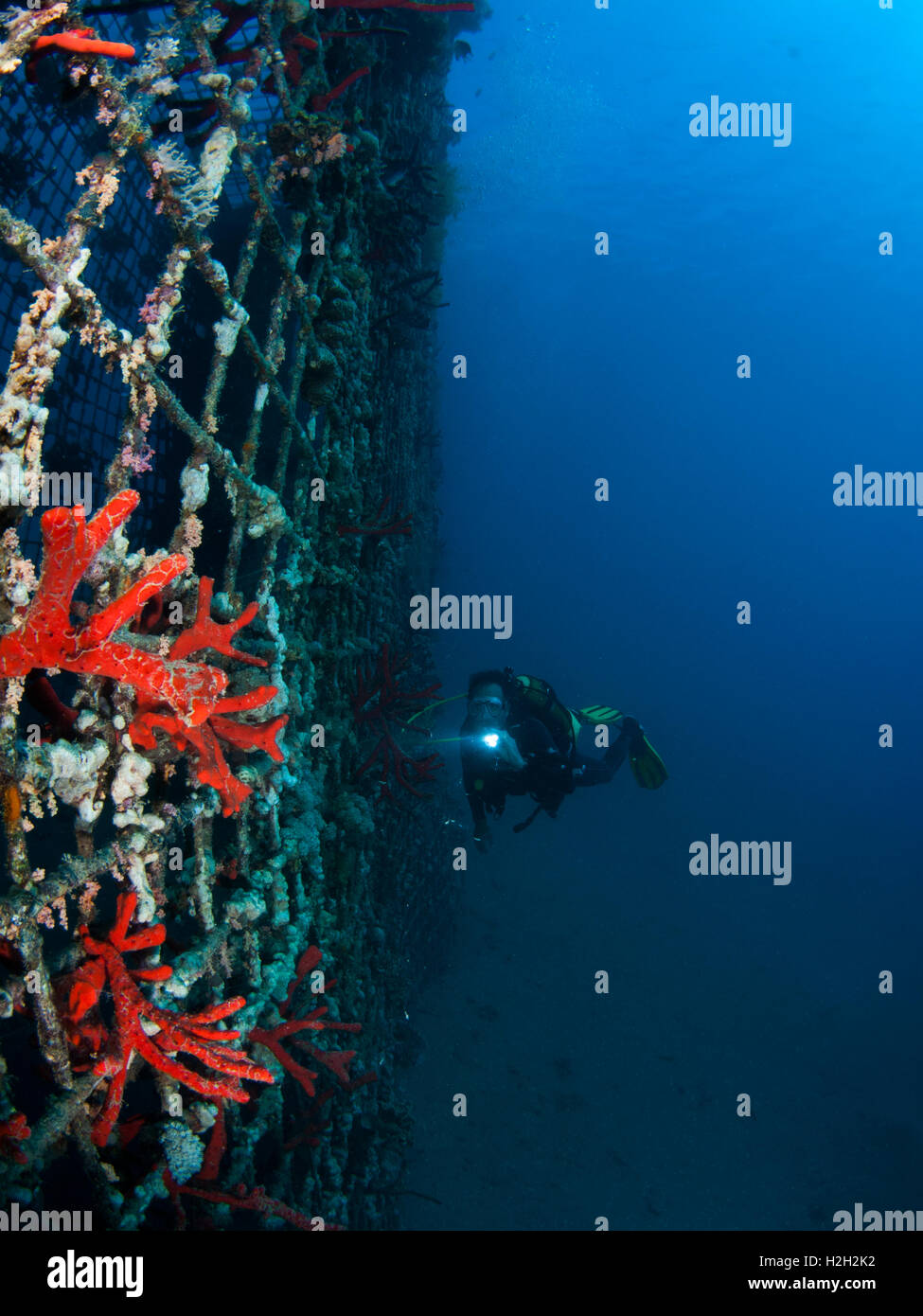 Herrliche Feuer Schwamm (Latrunculia Magnifica) wächst auf die schützende Filetarbeit. Fotografiert in der militärischen naval Base in Eil Stockfoto