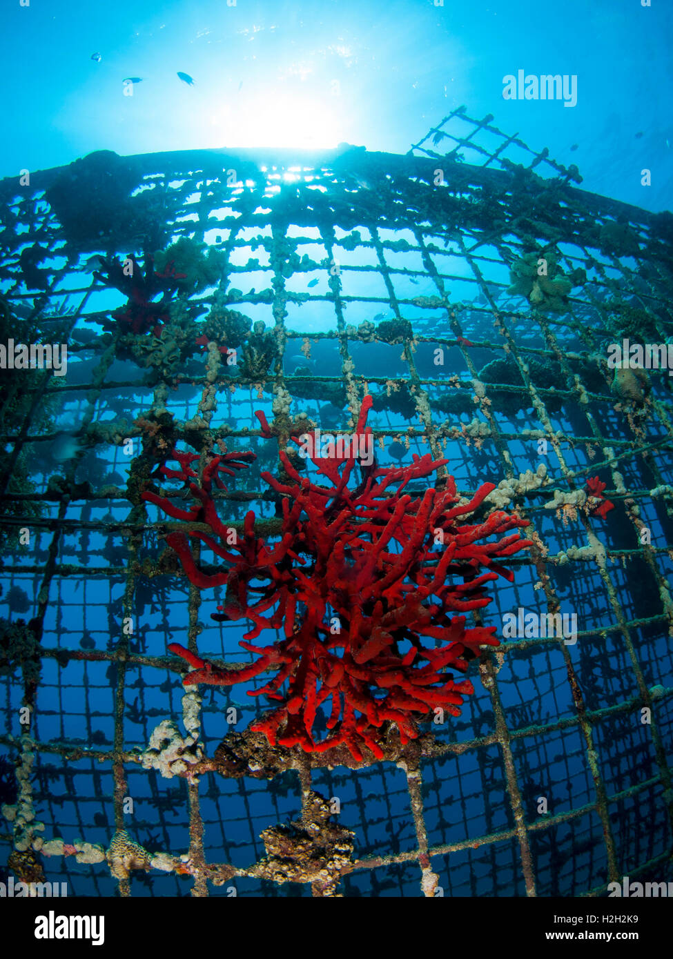 Herrliche Feuer Schwamm (Latrunculia Magnifica) wächst auf die schützende Filetarbeit. Fotografiert in der militärischen naval Base in Eil Stockfoto