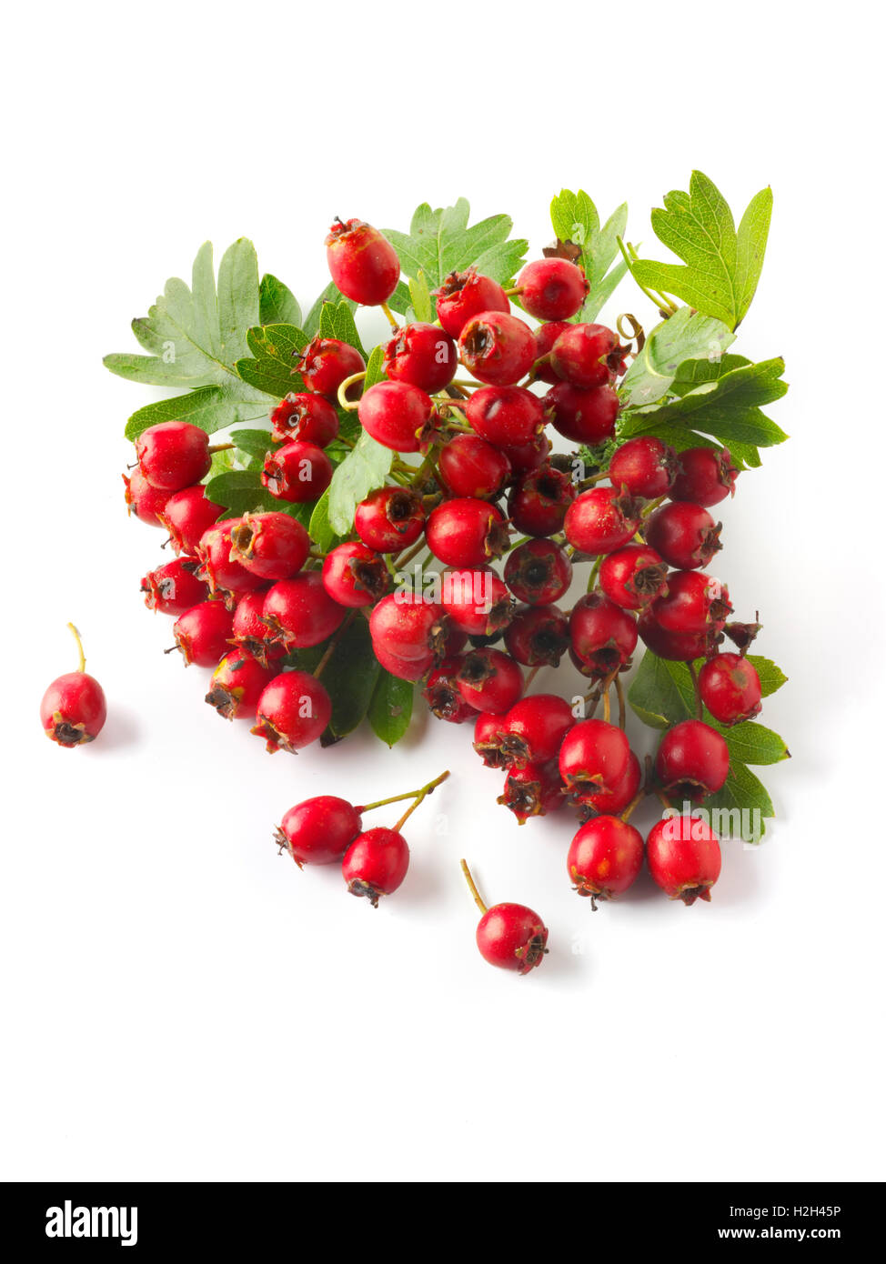 Frisch gepflückt Beeren von Weißdorn, Thornapple, Mai-Baum, Weißdorn oder Hawberry Busch (Crataegus) gegen weiß Stockfoto