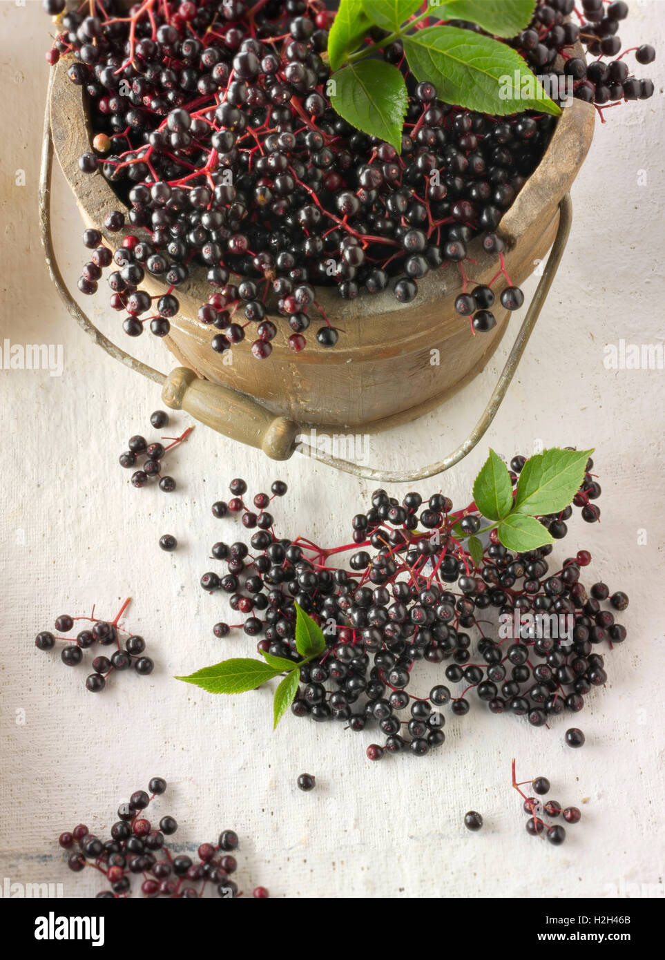 Frisch gepflückt elder oder Holunder Beeren Früchte mit Blättern (Sambucus) Stockfoto
