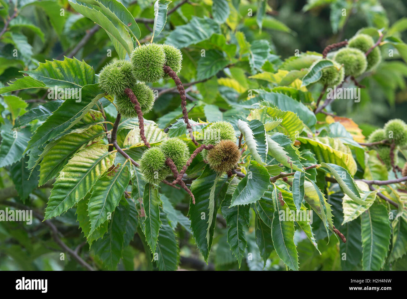 Castanea Sativa, Marigoule. Süße Kastanien auf dem Baum im Herbst Stockfoto