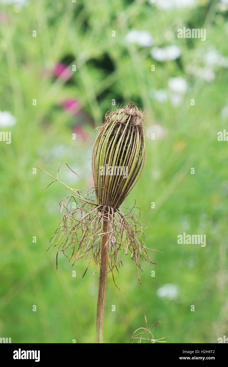 Daucus Carota. Wilde Möhre-Obst-Cluster mit ovalen Früchte mit gebogenen Stacheln Stockfoto