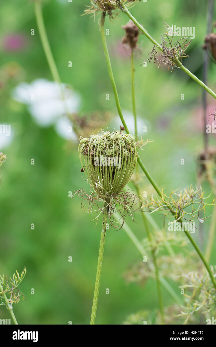 Daucus Carota. Wilde Möhre-Obst-Cluster mit ovalen Früchte mit gebogenen Stacheln Stockfoto