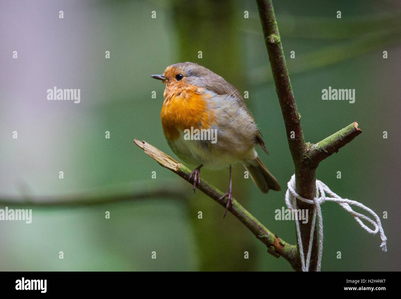 Robin Vogel sitzend in einem Baum Stockfoto