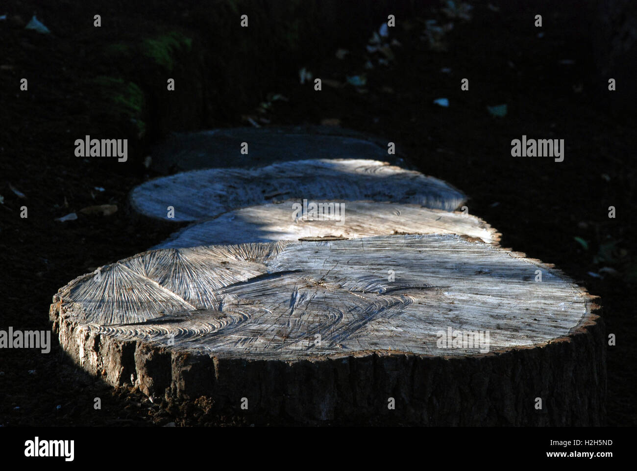 Cut Baumstamm in einem Park an einem sonnigen Herbsttag mit schönen Muster Stockfoto