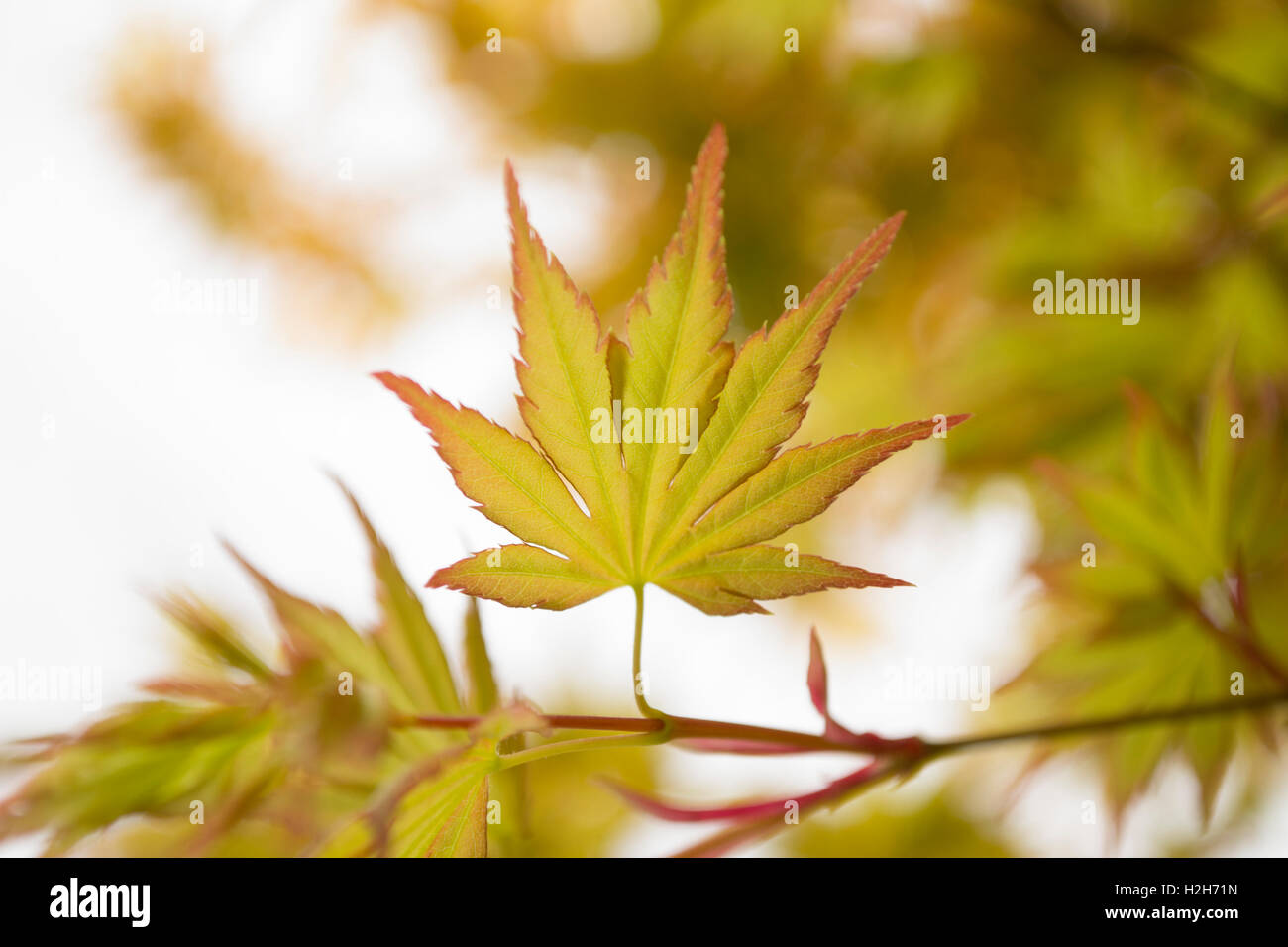 Eine grüne und gelbe Acer Blatt in Cornwall, zentral mit einem flachen Fokus umrahmt. Stockfoto