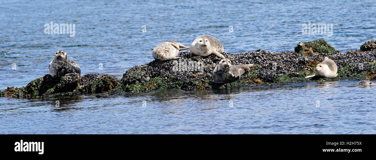 Seal Colony Aalen auf Felsen San Juan Inseln Washington State USA Pacific Coast Stockfoto Seal Colony Aalen auf Felsen San Juan Inseln Washington State USA Pacific Coast Stockfoto