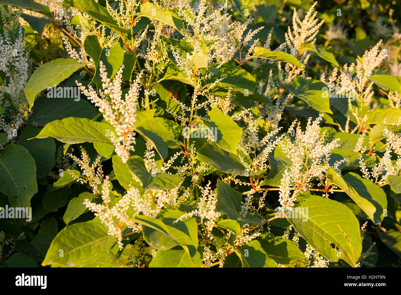 Blühende Sachalin-Knöterich oder Fallopia Sachalinensis im Herbst Stockfoto