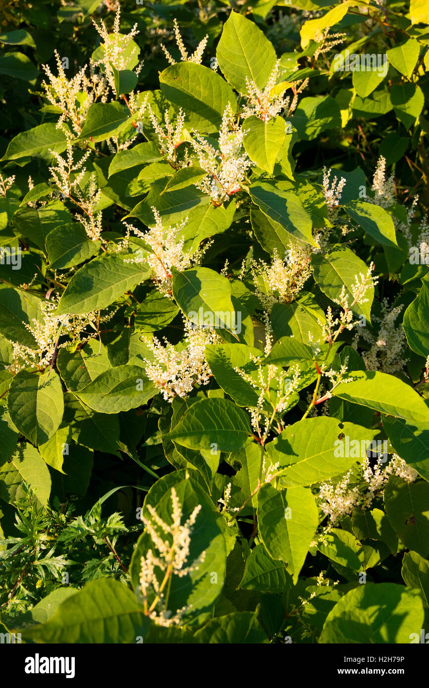 Blühende Sachalin-Knöterich oder Fallopia Sachalinensis im Herbst Stockfoto