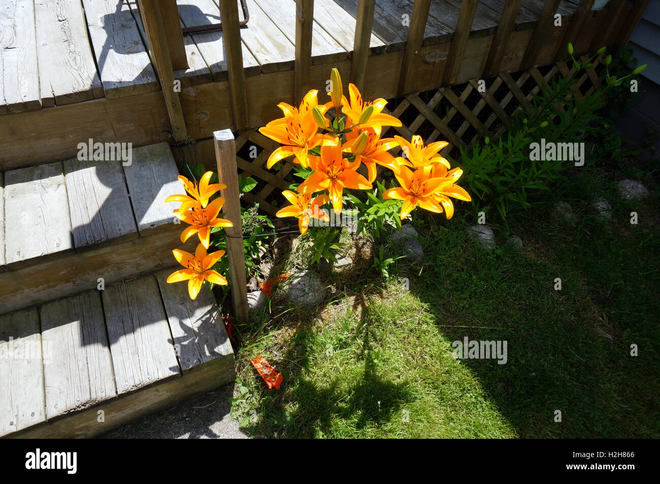 Orange Tiger-Lilien Stockfoto