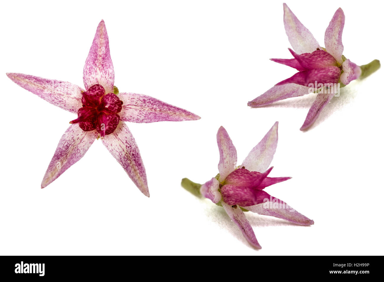 Satz von Blumen Fetthenne close-up, lat. Sedum Spectabile, isoliert auf weißem Hintergrund Stockfoto