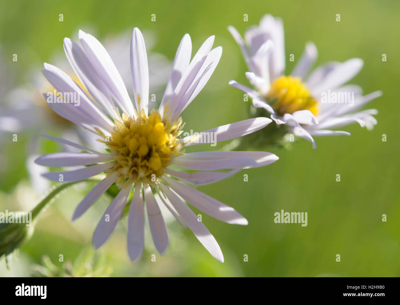 Weiße Blume Abstrakt Stockfoto