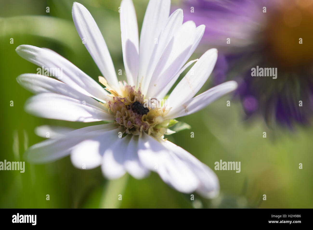 Weiße und violette Blume Abstrakt Stockfoto