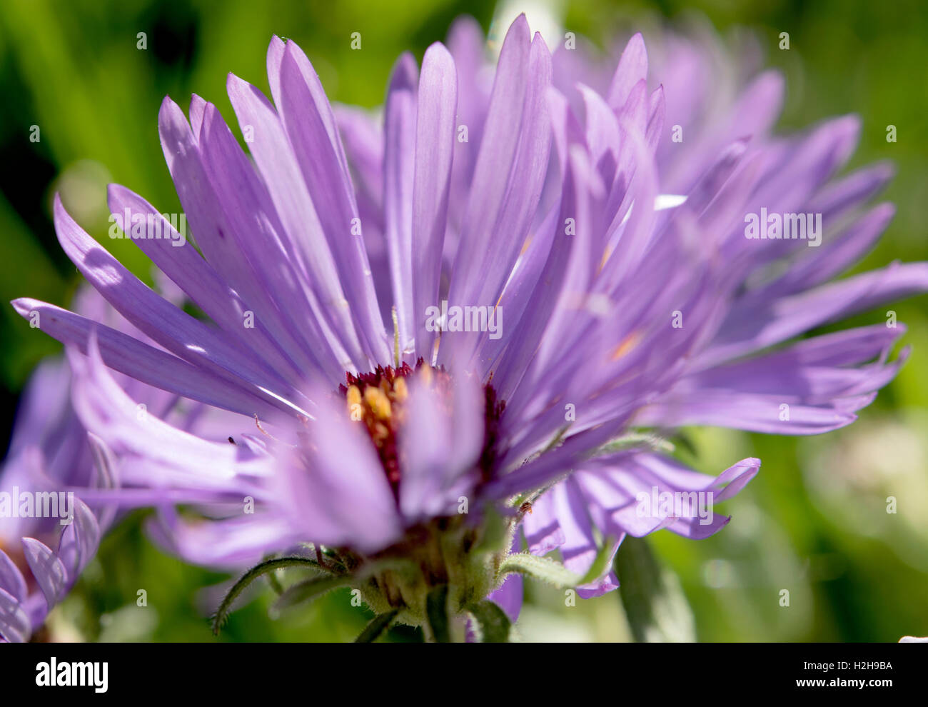 Weiße und violette Blume Abstrakt Stockfoto