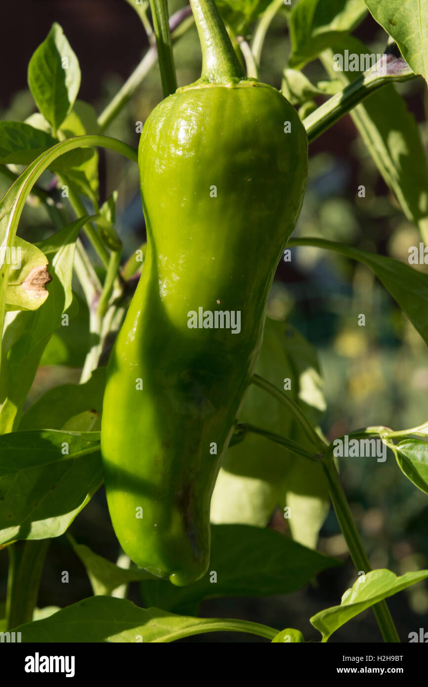 Grüne Chili-Pfeffer an Rebstöcken Stockfoto