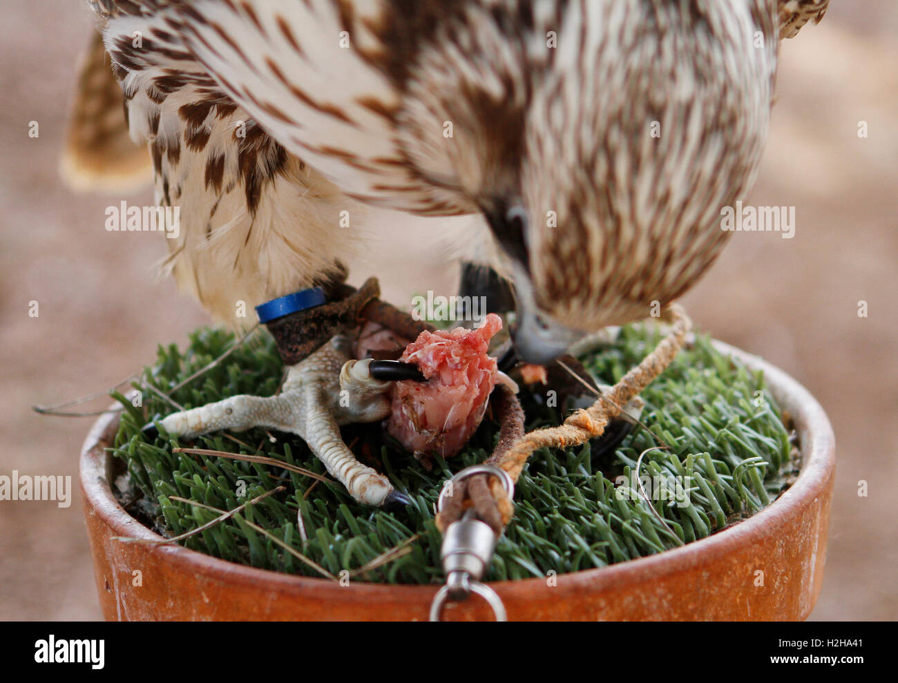 Zucht-Hawk Essen Stockfoto