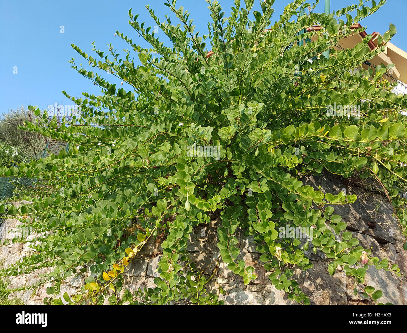 Kapernblueten; Kapernstrauch; Capparis; Spinosa Stockfotografie Alamy