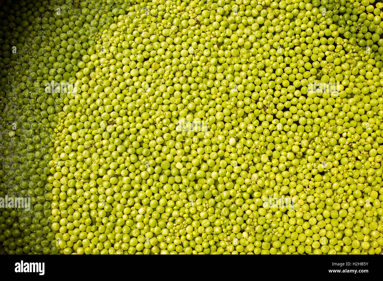frische grüne Erbsen in Wasser kochbereit Mumbai Indien Stockfoto