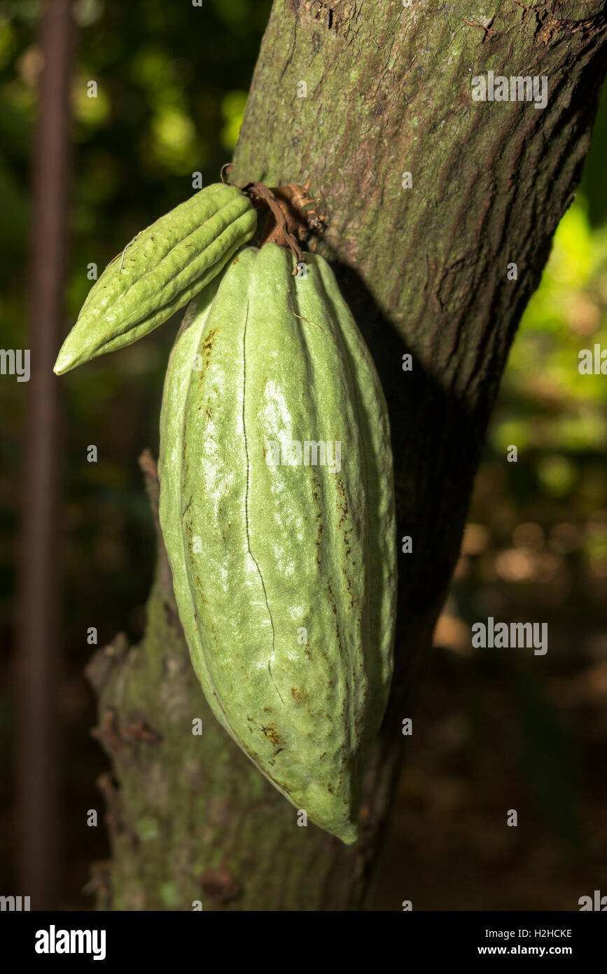 Indonesien, Bali, Lovina, Kakao, Theobroma Cacao, Kakao-Frucht am Baum Stockfoto
