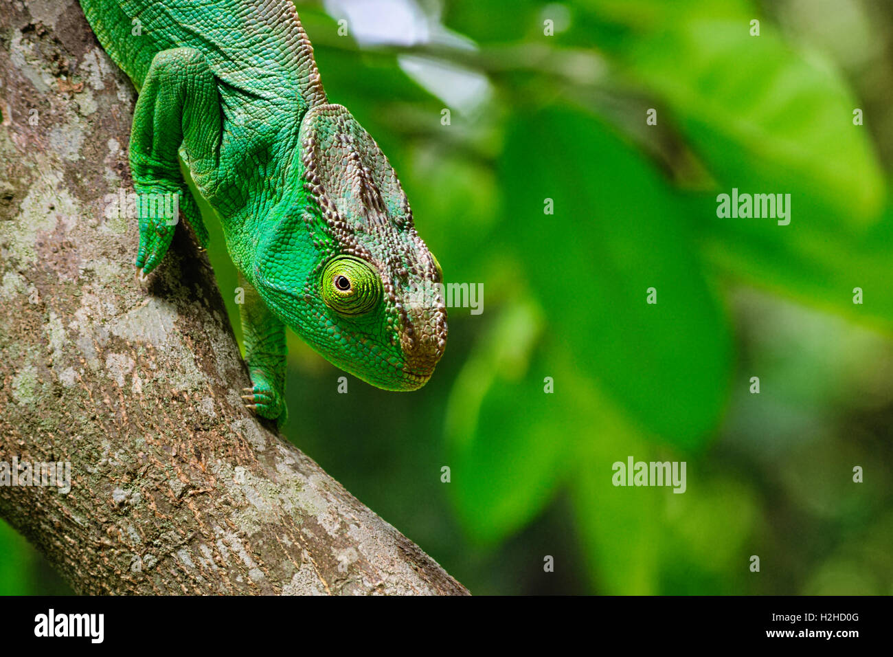 Parson es riesige Chamäleon (Calumma Parsonii): das größte Chamäleon der Welt ist endemisch auf Madagaskar. Stockfoto