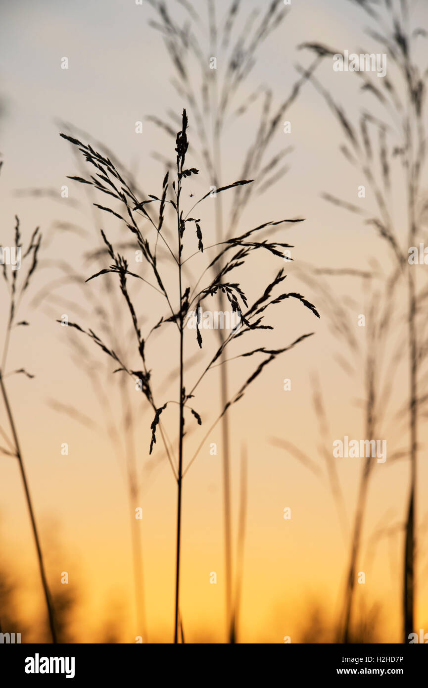 Ziergras bei Sonnenaufgang silhouette Stockfoto