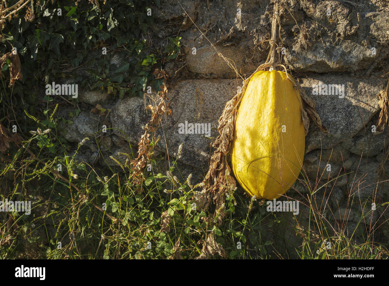 Portugal Landwirtschaft - einzelner gelber Kürbis hängt über einer Wand - Kürbis-Portraits im Herbst, Stockfoto