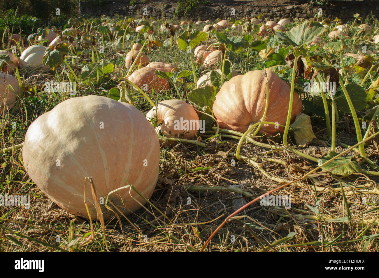 Kürbisfeld im Herbst, Portugal Stockfoto