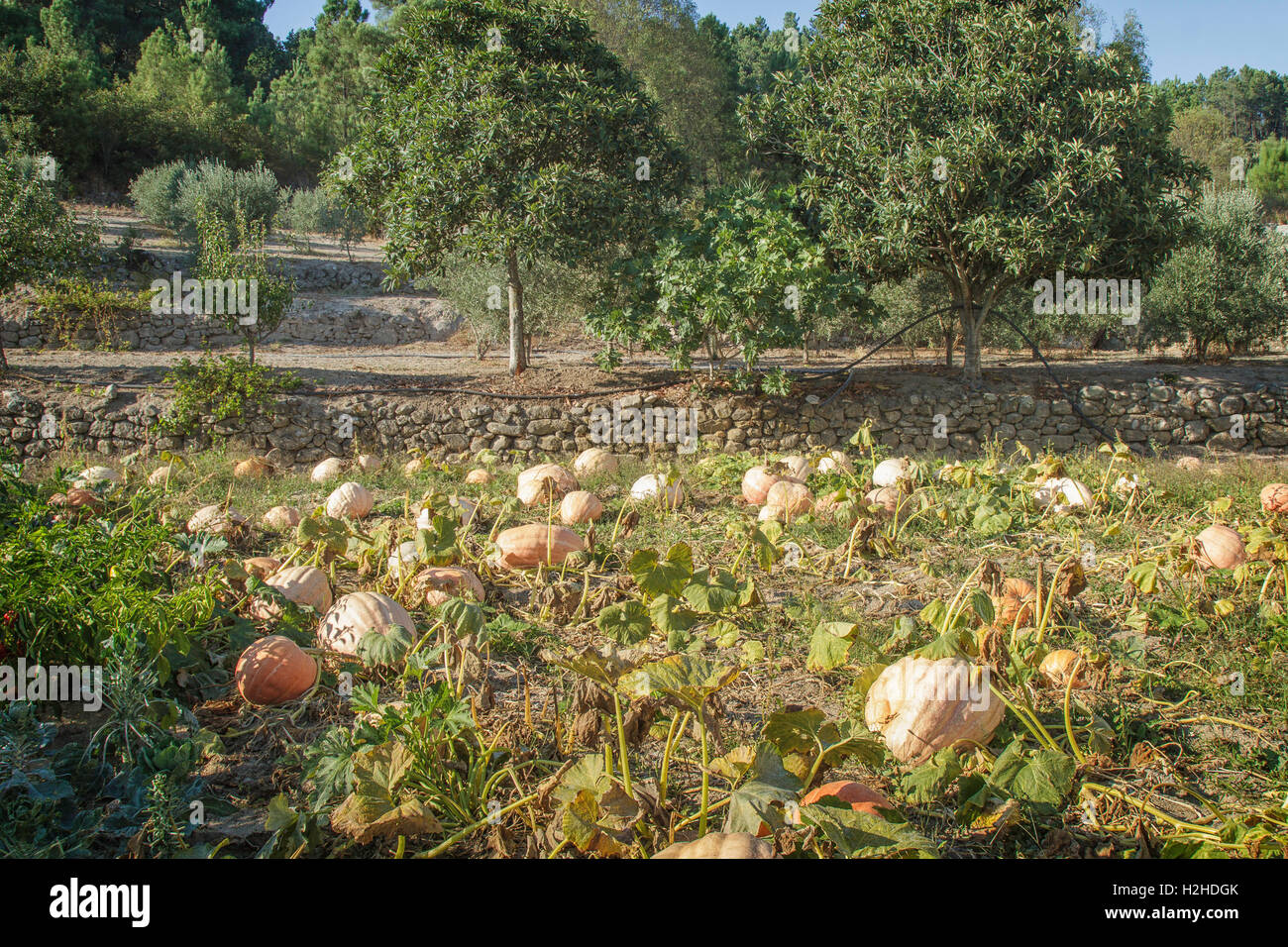 Kürbisfeld im Herbst, Portugal Stockfoto
