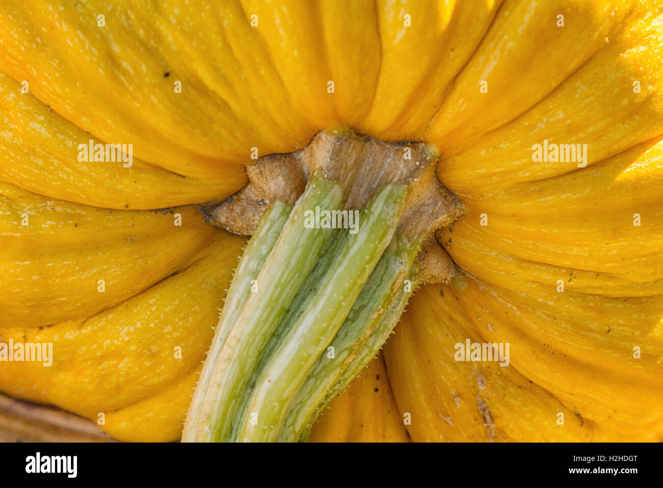 Kürbis-Porträts - Nahaufnahme von einem gelben Kürbis im Herbst, Portugal Stockfoto