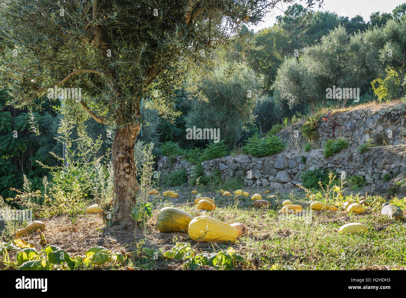 Pumpkin Patch unter einem Olivenbaum im Herbst, Portugal Stockfoto