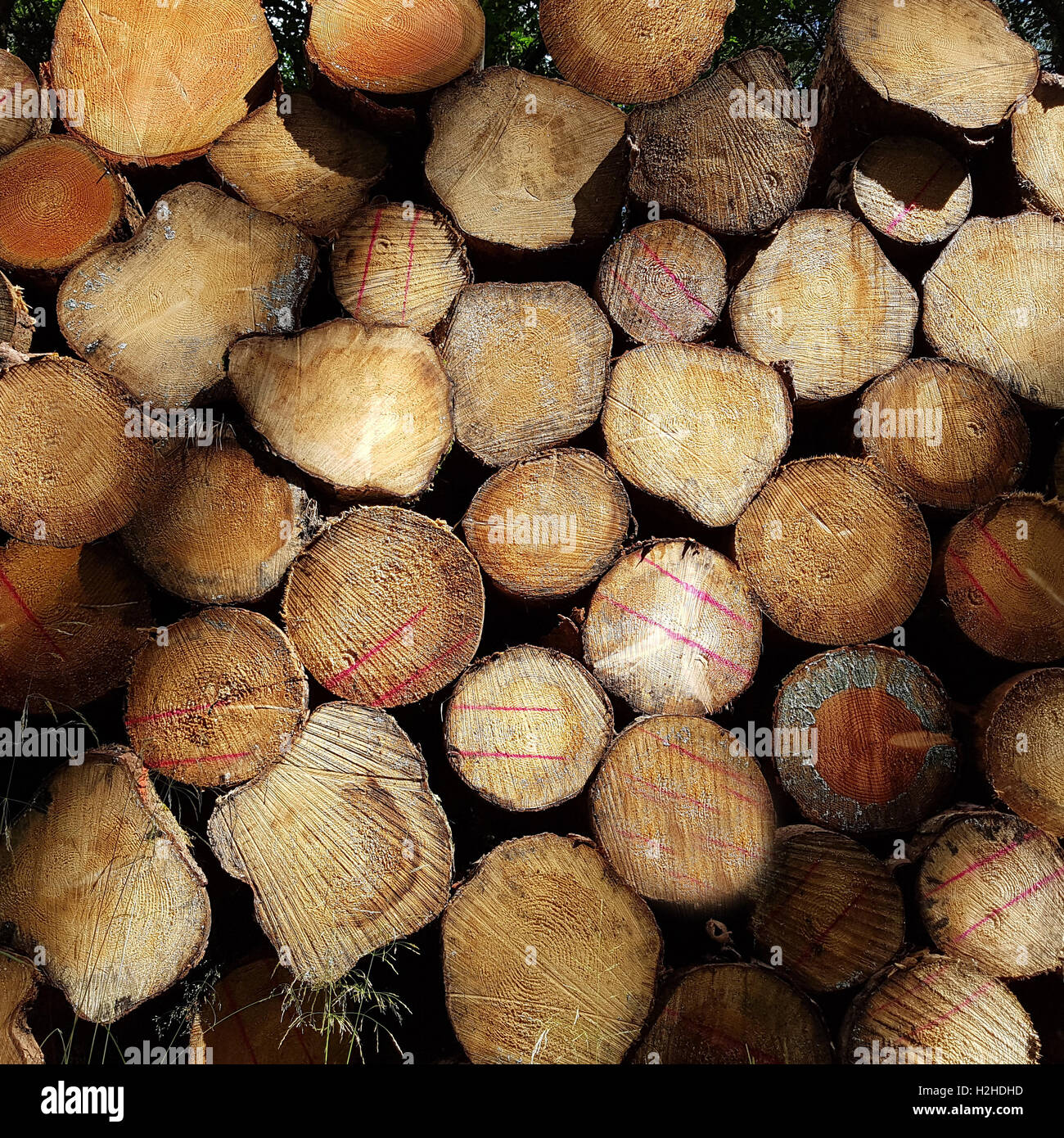 Holzstapel, Brennholz, Fichtenstaemme Stockfoto