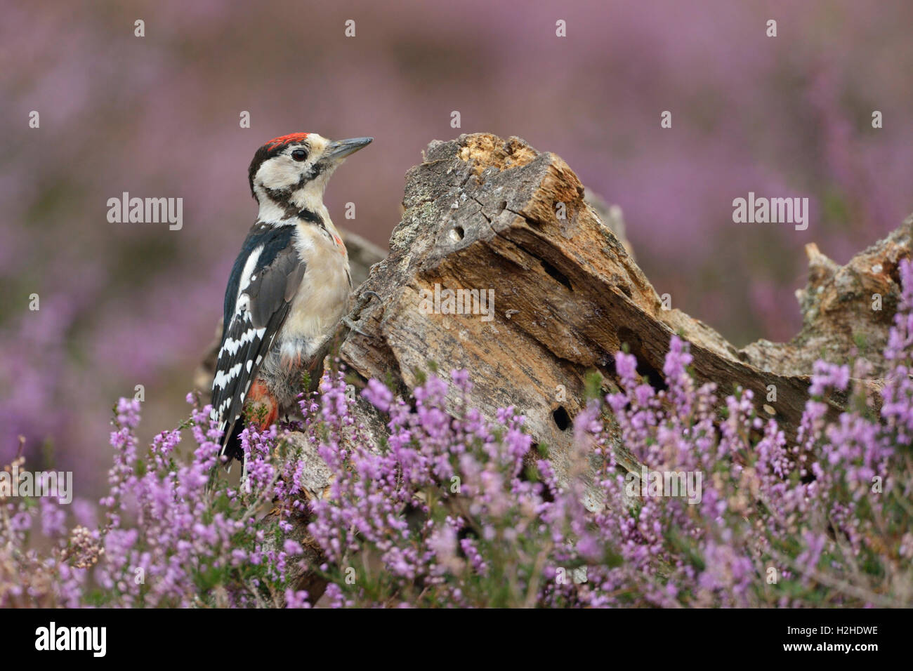 Großspecht ( Dendrocopos Major ), junger Vogel, sitzt an einem verfaulten Baumstumpf in blühender Heidekraut, Tierwelt, Europa. Stockfoto