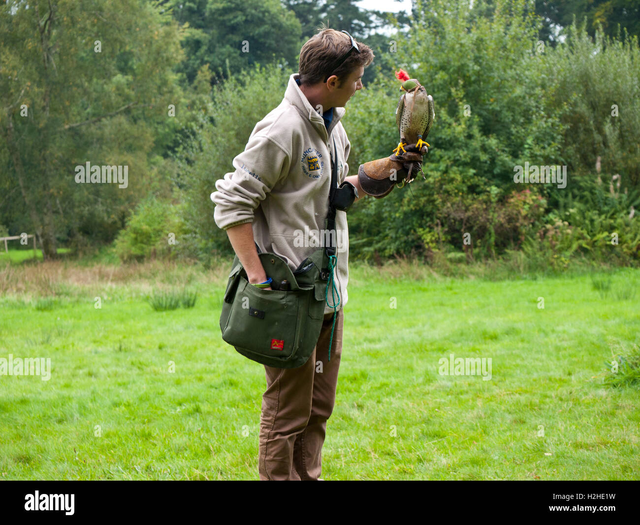 Bird Of Prey Trainer mit Falken bei Muncaster Castle, Cumbria, UK. Stockfoto