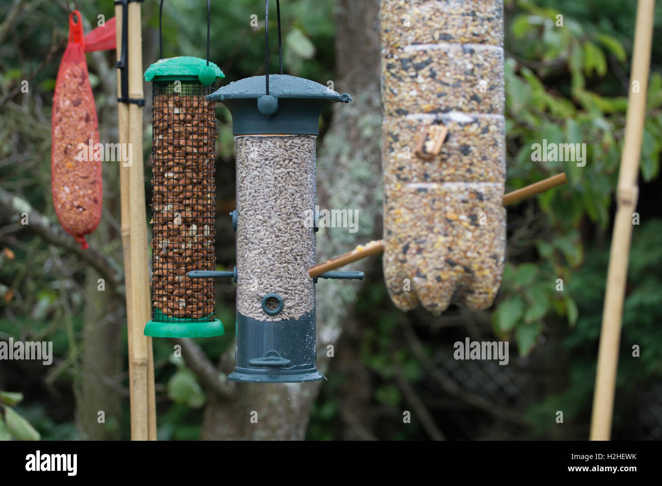 Ein Vogel Futter Fütterung Station mit einer Auswahl an Feeder & Essen bietet ergänzende für britische Birds.Jersey,Channel Inseln. Stockfoto