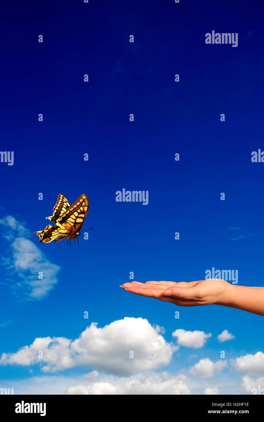 Hand und Schmetterling Stockfoto