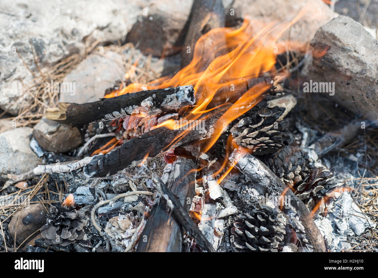 Feuer im Wald Zelten Stockfoto