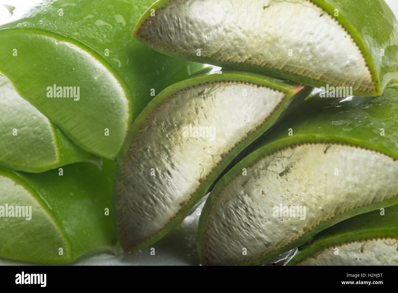 Aloe vera Stockfoto