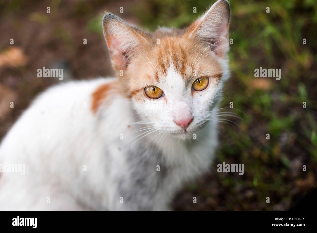 streunende Katze mit sattem gelb Augen schauen Stockfoto