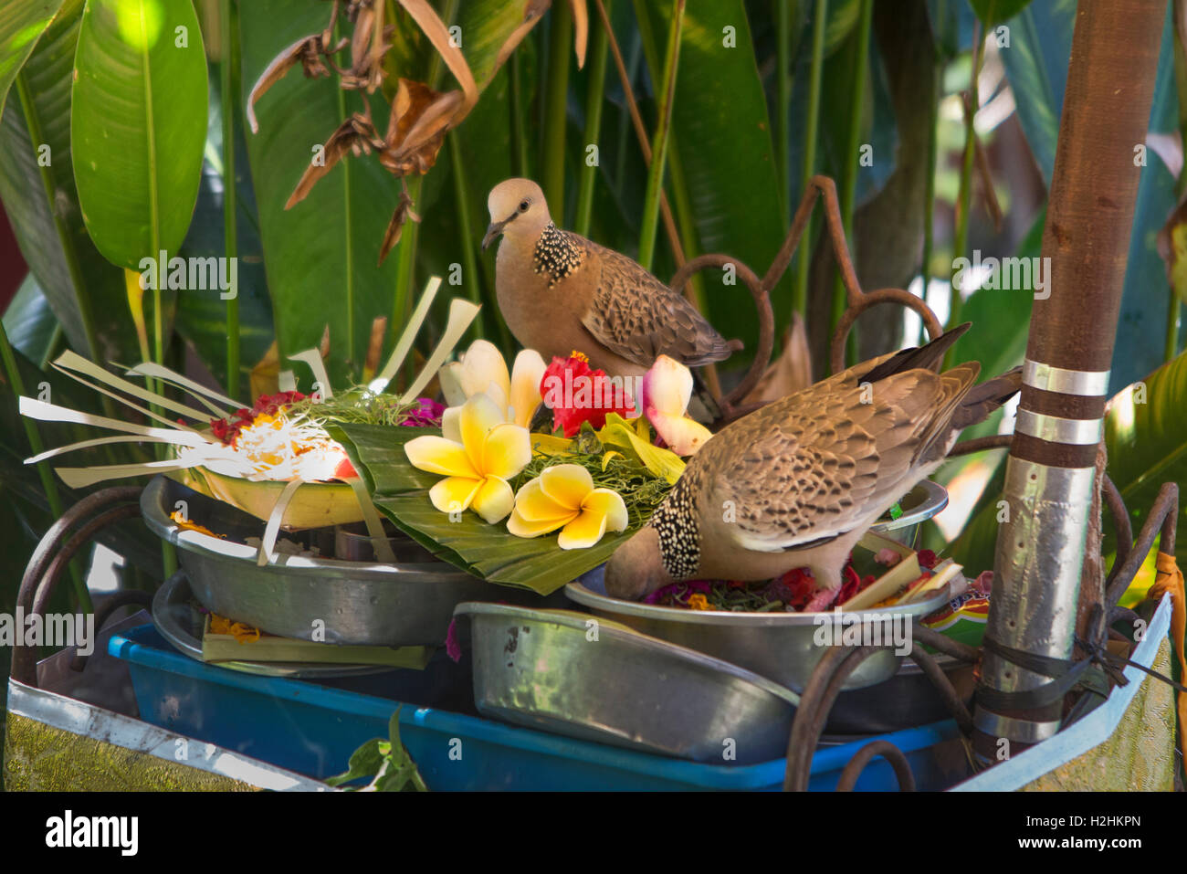 Spotted Tauben, Streptopelia Chinensis, Fütterung auf Angebote, Ubud, Bali, Indonesien Stockfoto