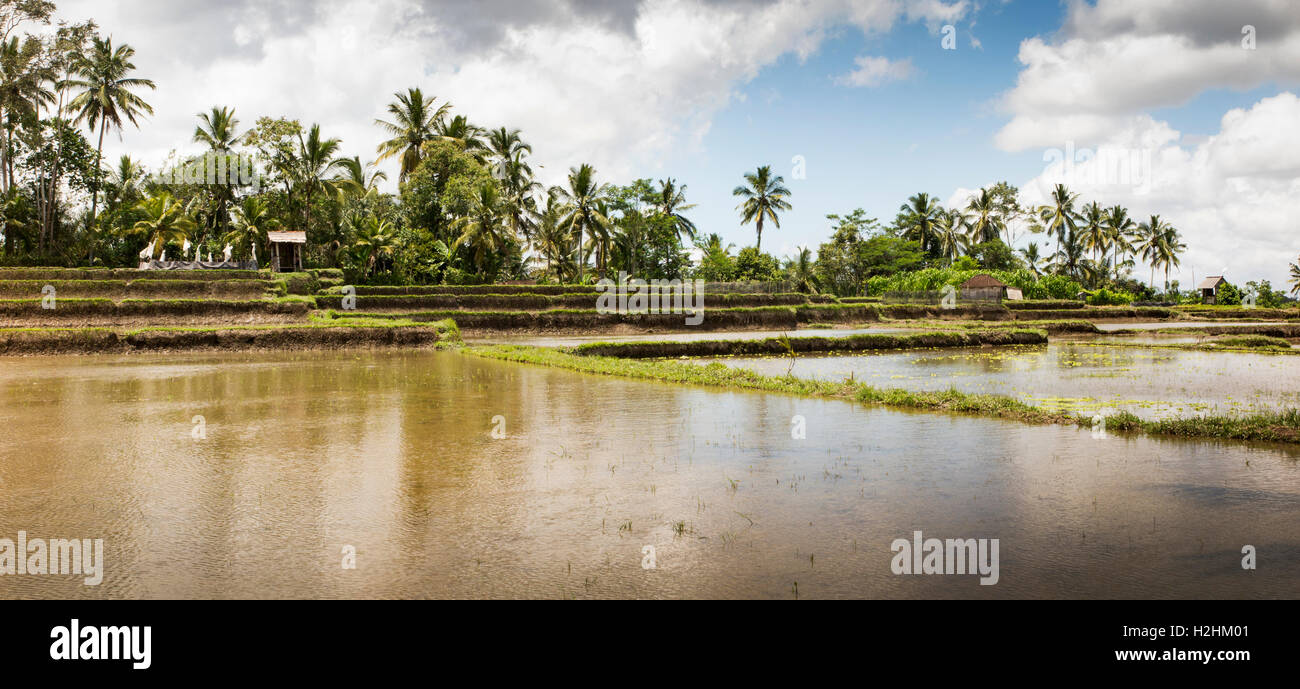 Indonesien, Bali, Pupuan, bewässerte Reisfelder überflutet mit Wasser zubereitet, Reis, Panorama zu Pflanzen Stockfoto