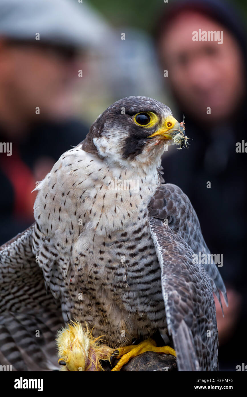 Wanderfalke (Falco Peregrinus). Diese Vögel sind die schnellsten Tiere der Welt. Stockfoto